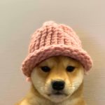 Dogwifhat